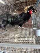 Polish Rooster