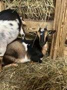 Tri Color Nigerian Dwarf Nanny w/ Blue Eyes - 4 Mos Old