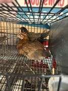 2 Barnyard Pullets