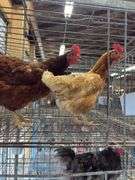 2 Barnyard Mix Hens