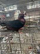 Unsexed Arch Angel Pigeon