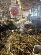 Pair Young Chickens - Tri Color Langshan Rooster "Doodle" & Blue/Black Langshan Hen "Pixie"