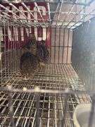3 Coturnix Quail