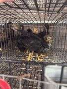 8 Young Pullets