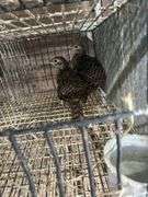 2 Lady Amherst Pheasants