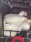 4 White Leghorn Cockerels