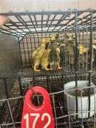 6 Indian Running Ducks