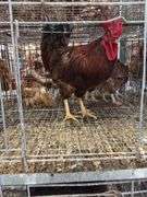 Rhode Island Red Rooster