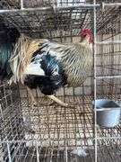 2 Blue Bell Mix Roosters - 6 Mos Old
