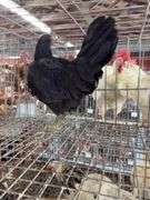 Black Australorp Rooster - 4 Mos Old