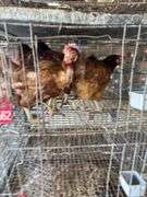 5 Golden Comet Laying Hens