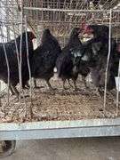 5 Black Australorp Roosters
