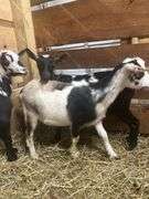Tri Color Nigerian Dwarf Nanny - Exposed