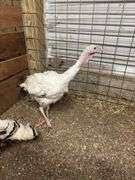 Royal Palm Hen Turkey - 16 Mos Old