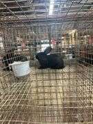 Black Flemish Giant Mini Rex
