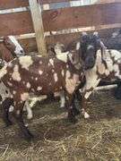 Brown & Tan Dapple Commercial Boer Wether "T-Bone"