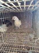 Porcelain D'uccle Pullet