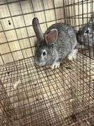 American Chinchilla Buck - 9 Wks Old