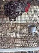 Barred Rock Rooster