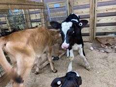 Holstein Heifer Bottle Calf - Had Colostrum