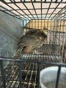 Indian Blue Peachick