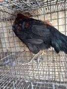 2 Blue Bell Mix Rooster - 6 Mos Old