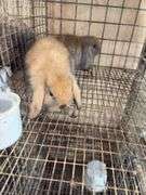 2 Baby Holland Lop Does - DOB 6/9/25