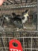 4 White Face Black Spanish Pullets