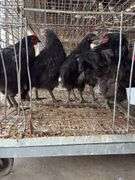 5 Black Australorp Roosters