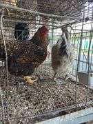 2 Barnyard Mix Hens