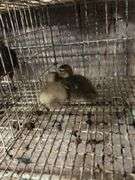 2 Chocolate Muscovy Ducklings