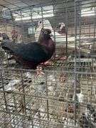 Unsexed Arch Angel Pigeon