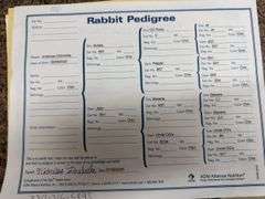 American Chinchilla Doe w/ Pedigree - 9 Wks Old
