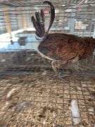 Easter Egger Rooster - 4 Months Old - Friendly