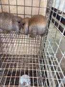 2 Baby Holland Lop Does - DOB 6/9/25