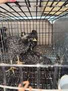 4 Diamond Dutchess Pullets - Blue Egg Layers