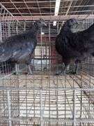 2 Ayam Cemani Hens