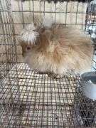 Peach English Angora Doe