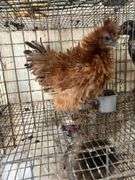 Fuzzy Silkie Pullet