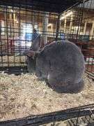 Proven Rex Sr Buck w/ Pedigree - Friendly - Has Scuffed Up Eye
