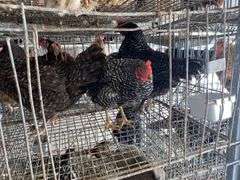 3 Plymouth Rock Laying Hens