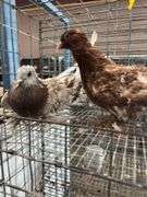 Pair of Young Red Frillback Pigeons