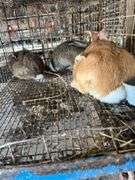 4 Meat Rabbits
