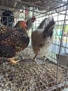 2 Barnyard Mix Hens