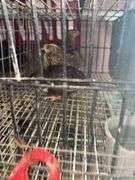 3 Coturnix Quail