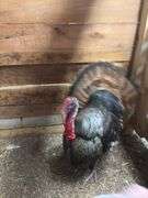Bronze Tom Turkey - 1 Yr Old