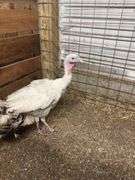 Royal Palm Hen Turkey - 16 Mos Old