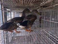 2 Rouen Ducks