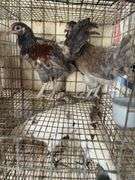 2 Easter Egger Pullets