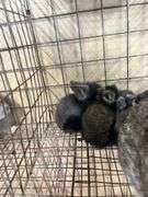 Lionhead Doe w/ 5 Bunnies - Sells As A Family